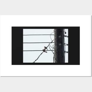 birds on a wire Posters and Art